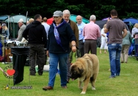 adare_dog_show_2013_65