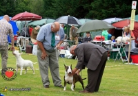 adare_dog_show_2013_66