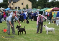 adare_dog_show_2013_68