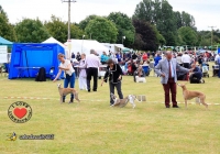 adare_dog_show_2013_69