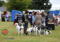 adare_dog_show_2013_70