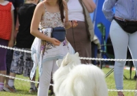 adare_dog_show_2013_9