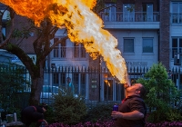 dolf_patijn_Limerick_urban_horse_19092014_0041