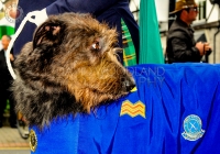 Limerick International Veterans Day Parade - ILL
