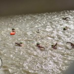 Limerick Island Swim took place Saturday, September 3rd and raised funds for the Children’s Grief Centre. Picture: Olena Oleksienko/ilovelimerick.