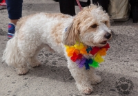 dolf_patijn_Limerick_Pride_30082014_0274