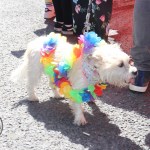 Limerick LGBT Pride Parade 2019. Pictures: Bruna Vaz Mattos.