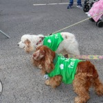 St Patricks Limerick Day 2022. Picture: Ava O'Donoghue/ilovelimerick