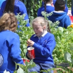 St. Munchin's Community Allotments Party at St Munchins Community Centre, Ballynanty, Thursday, June 14th, 2018. Picture: Sophie Goodwin/ilovelimerick.