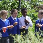 St. Munchin's Community Allotments Party at St Munchins Community Centre, Ballynanty, Thursday, June 14th, 2018. Picture: Sophie Goodwin/ilovelimerick.